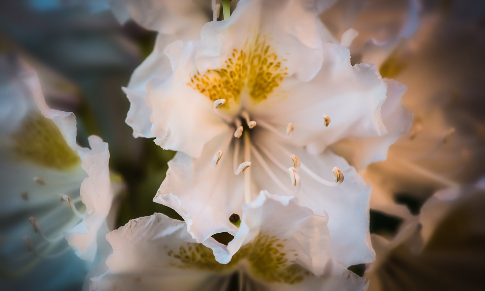 Rhododendron
